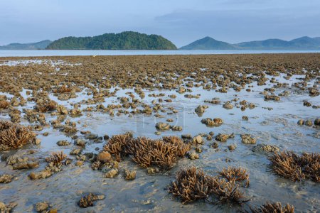 There is Staghorn Coral's field on the Beach at Phuket,Thailand. They show up when low tidal current. This is a problem from global warming, climate change. They are dying slowly.