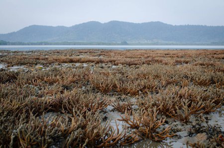 Foto de Hay el campo de Staghorn Coral en la playa de Phuket, Tailandia. Aparecen cuando la corriente de marea baja. Este es un problema del calentamiento global, el cambio climático. Están muriendo lentamente.. - Imagen libre de derechos