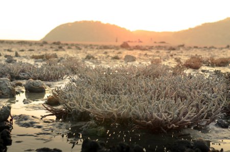 Foto de Hay el campo de Staghorn Coral en la playa de Phuket, Tailandia. Aparecen cuando la corriente de marea baja. Este es un problema del calentamiento global, el cambio climático. Están muriendo lentamente.. - Imagen libre de derechos