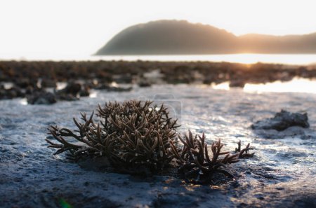 Il y a le champ de corail de Staghorn sur la plage à Phuket, Thaïlande. Ils apparaissent quand le courant de marée est faible. C'est un problème lié au réchauffement climatique, au changement climatique. Ils meurent lentement..