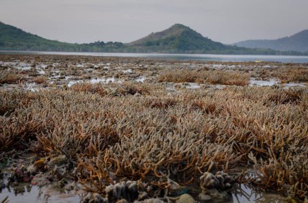 Es gibt ein Korallenfeld am Strand von Phuket, Thailand. Sie zeigen sich bei niedriger Gezeitenströmung. Dies ist ein Problem der globalen Erwärmung, des Klimawandels. Sie sterben langsam.