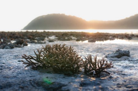 Il y a le champ de corail de Staghorn sur la plage à Phuket, Thaïlande. Ils apparaissent quand le courant de marée est faible. C'est un problème lié au réchauffement climatique, au changement climatique. Ils meurent lentement..