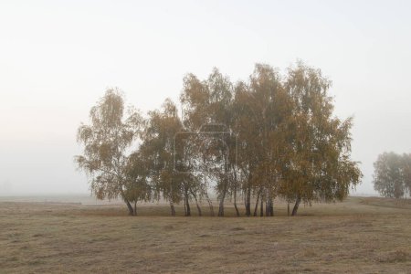 Autumn landscape of birch trees in the morning light, at Reci village, in Covasna county, Romania