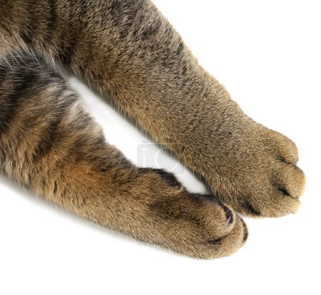 Two front paws of an adult gray shorthair cat of the Scottish Straight breed on a white background, top view