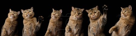 Adulto gris gato de raza escocés recto con diferentes poses y emociones sobre un fondo negro, sorprendido, divertido