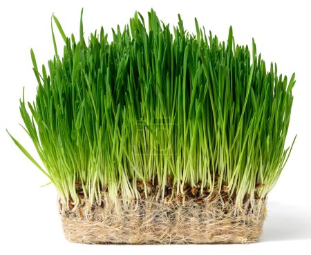 Grüner Weizen sprießt auf weißem, isoliertem Hintergrund, ein Strauch zur Dekoration