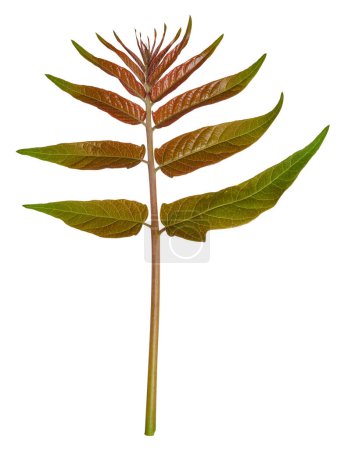 Foto de Ramas con hojas del Árbol del Cielo sobre un fondo aislado, vista superior - Imagen libre de derechos