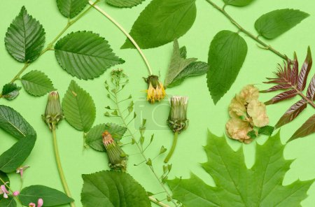 Foto de Diente de león marchito y varias hojas y flores sobre un fondo verde, vista superior. Composición - Imagen libre de derechos