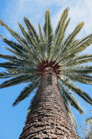 Foto de Vista inferior de un poderoso tronco de una palmera y su exuberante corona - Imagen libre de derechos