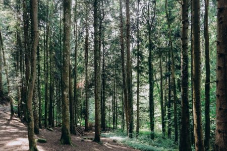 Téléchargez les photos : Forêt et ruisseau dans la région de Ceyrat, près de Clermont Ferrand - en image libre de droit