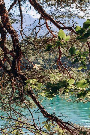 Téléchargez les photos : Beaux arbres sur la rive de l'Alat Voir lac en Bavière, Allemagne - en image libre de droit