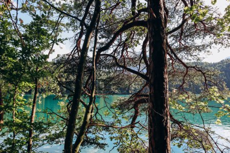 Téléchargez les photos : Beaux arbres sur la rive de l'Alat Voir lac en Bavière, Allemagne - en image libre de droit