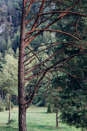 Téléchargez les photos : Belle forêt près de la ville de Fussen, Bavière, Allemagne du Sud - en image libre de droit