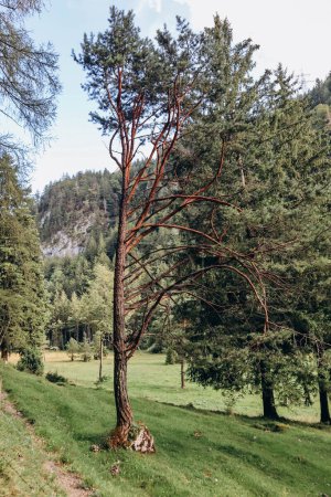 Téléchargez les photos : Belle forêt près de la ville de Fussen, Bavière, Allemagne du Sud - en image libre de droit