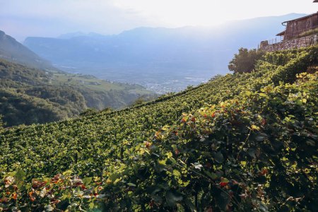 Foto de Viñedos en las montañas en el Tirol del Sur en el norte de Italia, a unos 15 km al sur de Bolzano, Pinot Noir Trail - Imagen libre de derechos