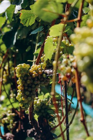 Téléchargez les photos : Vignobles dans les montagnes du Tyrol du Sud dans le nord de l'Italie, à environ 15 km au sud de Bolzano, Pinot Noir Trail - en image libre de droit