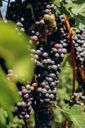 Téléchargez les photos : Vignobles dans les montagnes du Tyrol du Sud dans le nord de l'Italie, à environ 15 km au sud de Bolzano, Pinot Noir Trail - en image libre de droit