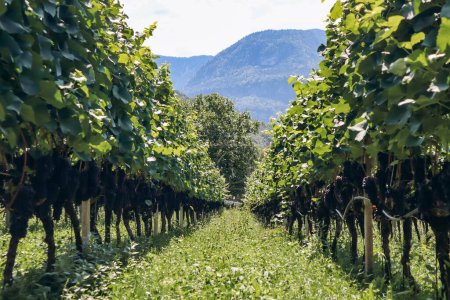 Foto de Viñedos en las montañas en el Tirol del Sur en el norte de Italia, a unos 15 km al sur de Bolzano, Pinot Noir Trail - Imagen libre de derechos