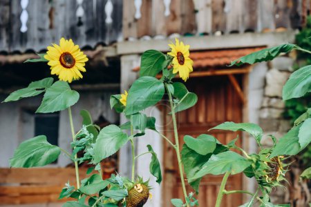 Photo for Sunflowers on an old farm in northern Italy - Royalty Free Image