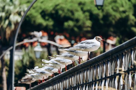Foto de Las gaviotas se sientan en fila en la valla de la ciudad de Ventimiglia en Italia - Imagen libre de derechos