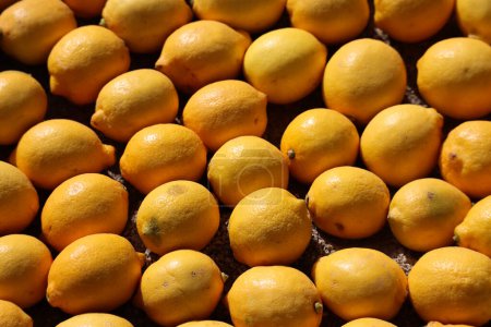 Lemons and oranges in Menton, France