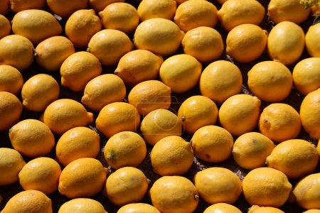 Zitronen in Menton, Frankreich
