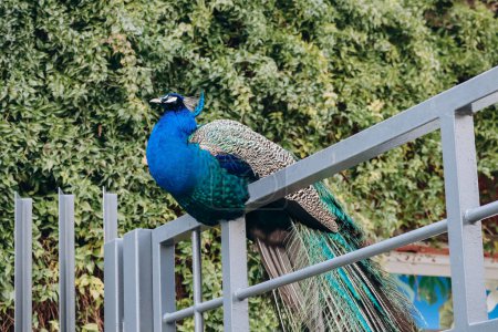 A bright blue peacock on the fence of a park in Nice, southern France