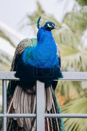 A bright blue peacock on the fence of a park in Nice, southern France