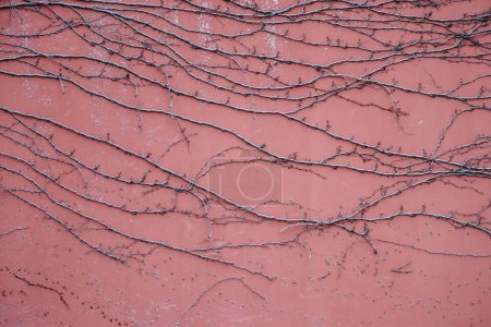Dry grape vines on a pink house wall