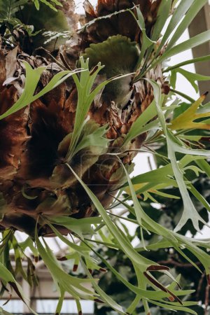 Platycerium bifurcatum, allgemein bekannt als Elchhornfarn oder Staghornfarn, eine Pflanzenart aus der Familie der Farngewächse Polypodiaceae aus Java