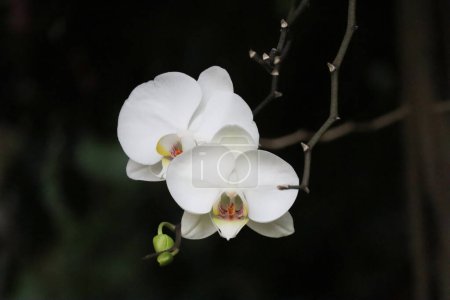 Nahaufnahme von Orchideen im Phoenix Park in Nizza