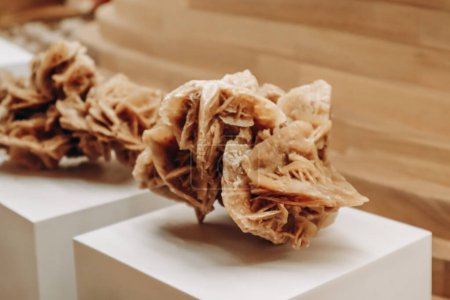 A desert rose, an intricate rose-like formation of crystal clusters of gypsum or baryte, which include abundant sand grains.