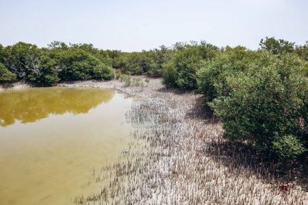 Bosques de manglares, una de las maravillas naturales de Qatar