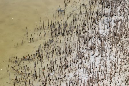Téléchargez les photos : Mangrove forests, one of Qatar natural wonders - en image libre de droit