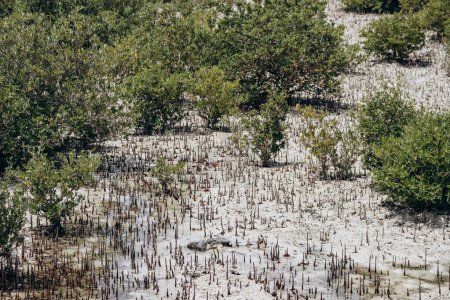 Mangrovenwälder, eines der Naturwunder Katars