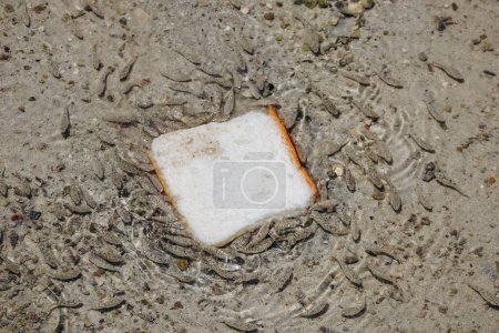 Babyfische griffen ein Stück Brot an