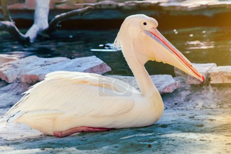 Photo for Eastern white pelican, pink pelican or white pelican Pelecanus onocrotalus in the park - Royalty Free Image
