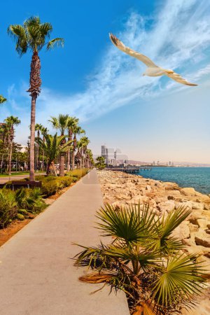 Téléchargez les photos : Une grande mouette blanche survole la promenade de Limassol, une station touristique sur la côte de Chypre. - en image libre de droit