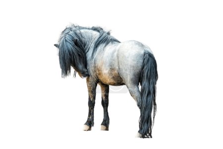 Photo for Shetland pony, standing sideways. Isolated on white background. - Royalty Free Image