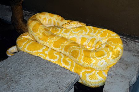 Foto de Yellow Birmese Python: Vida silvestre, mascotas exóticas y reptiles peligrosos - Imagen libre de derechos