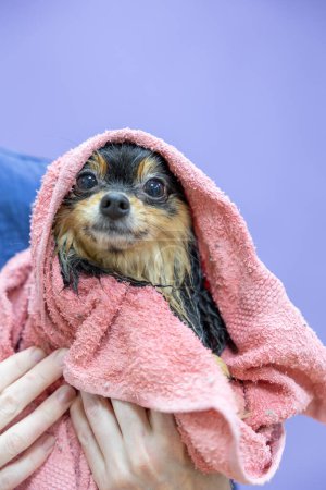 Téléchargez les photos : Une femme essuie un Poméranien avec une serviette rose après le lavage. Le portrait du chien Spitz dans le salon de toilettage. - en image libre de droit