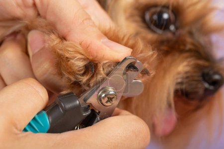 process of cutting dog claw nails of a small breed dog with a nail clipper tool, close up view of dog's paw, trimming pet dog nails manicure.