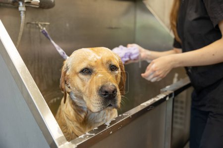 Pflegehelferinnen waschen Labradoodle-Hund sanft mit Shampoo im Badezimmer im Pflegesalon. Konzept der Haustierpflege und -pflege für Hunde.