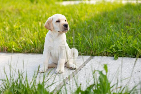 Portrait of a labrador retriever puppy. Outdoor photo on grass