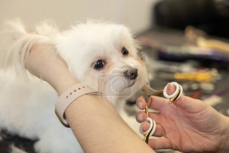 dog Maltese in grooming salon portrait. Groomer trims white dog's face