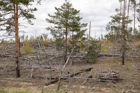 Foto de Corte de madera, quema de madera, destrucción del medio ambiente. Zona de deforestación ilegal de vegetación autóctona del bosque. Explotación ilegal - Imagen libre de derechos
