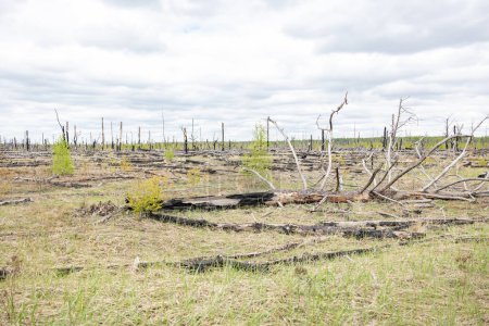 Holz fällen, Holz verbrennen, die Umwelt zerstören. Gebiet illegaler Abholzung der im Wald heimischen Vegetation. Illegaler Holzeinschlag