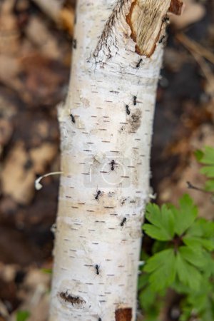 Ameisen kriechen auf der weißen Rinde eines Baumes.