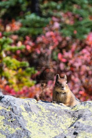Photo for Taken along Skyline trail, Paradise area late Summer - Royalty Free Image