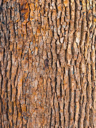 Photo for Closeup Texture of Bark from the old oak tree - Royalty Free Image